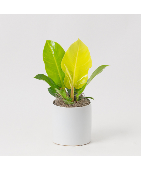 Bring a touch of modern elegance to your space with the Moonlight Philodendron in a 6-inch pot.