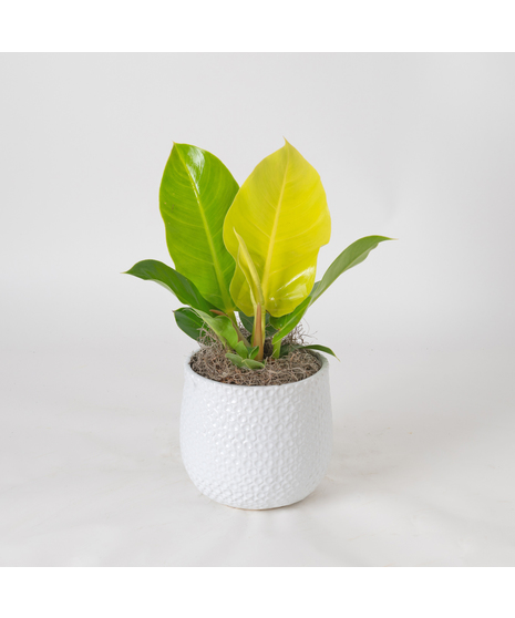 Deluxe Moonlight Philodendron