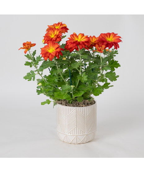 Flowering Plants