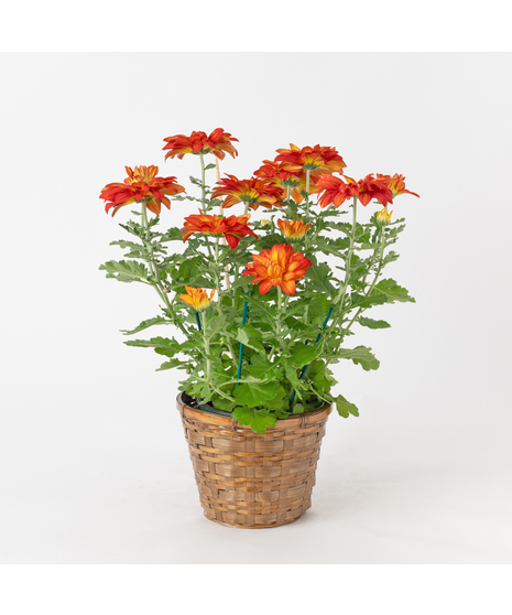 Fall Mum