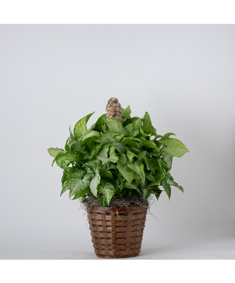 Nephthytis