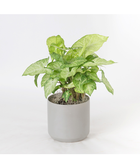 The Nephthytis is a stunning addition to any indoor plant collection, featuring vibrant, heart-shaped leaves with deep green hues