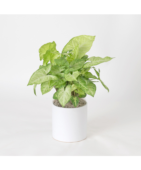 The Nephthytis is a stunning addition to any indoor plant collection, featuring vibrant, heart-shaped leaves with deep green hues