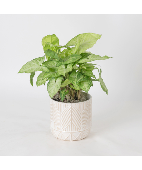 The Nephthytis is a stunning addition to any indoor plant collection, featuring vibrant, heart-shaped leaves with deep green hues