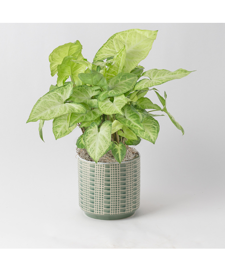 The Nephthytis is a stunning addition to any indoor plant collection, featuring vibrant, heart-shaped leaves with deep green hues