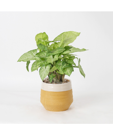 The Nephthytis is a stunning addition to any indoor plant collection, featuring vibrant, heart-shaped leaves with deep green hues