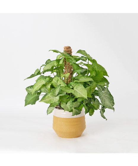 The Nephthytis Pole is a stunning addition to any indoor plant collection, featuring vibrant, heart-shaped leaves with deep green hues