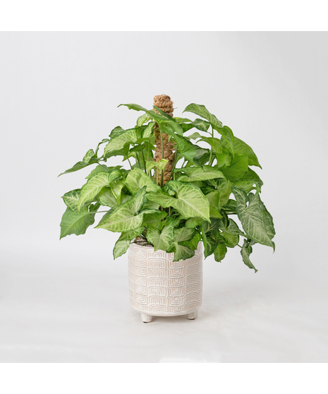 The Nephthytis Pole is a stunning addition to any indoor plant collection, featuring vibrant, heart-shaped leaves with deep green hues