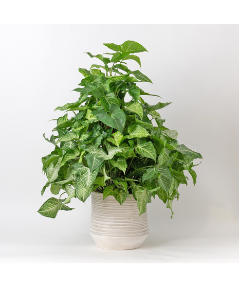 TheNephthytis Pole Ivy is an easy-care, medium-sized indoor plant, perfect for adding lush greenery 