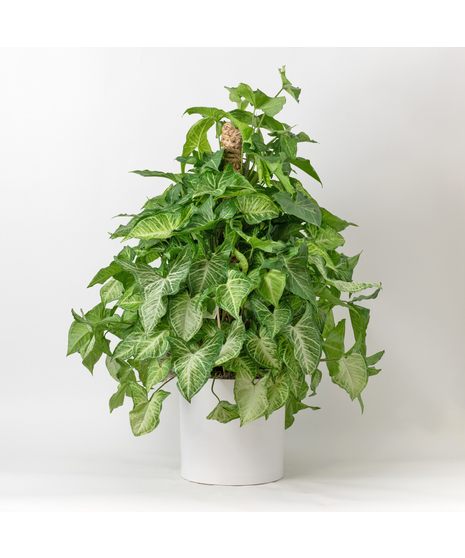Medium Nephthytis Pole