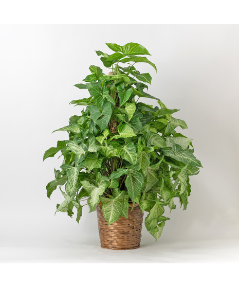 TheNephthytis Pole Ivy is an easy-care, medium-sized indoor plant, perfect for adding lush greenery 