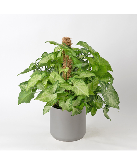 The Nephthytis Pole is a stunning addition to any indoor plant collection, featuring vibrant, heart-shaped leaves with deep green hues