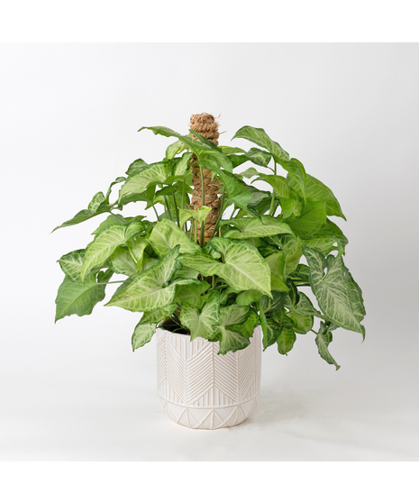 The Nephthytis Pole is a stunning addition to any indoor plant collection, featuring vibrant, heart-shaped leaves with deep green hues
