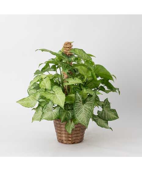 Nephthytis Pole