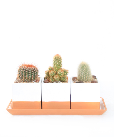 Gallant Cacti