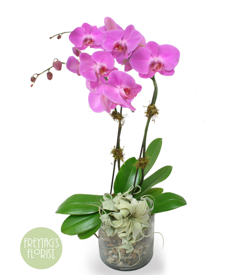 Large Purple Orchid & Air Plant Garden