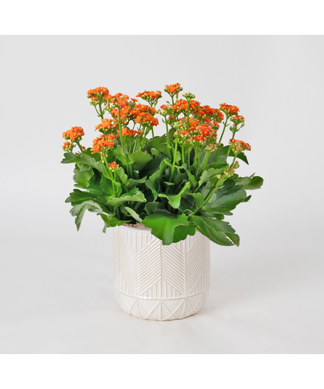 Deluxe-Orange-Kalanchoe flowering plant. 