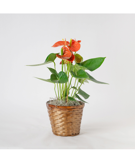 The Orange Anthurium flowering plant makes a perfect house plant. 