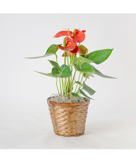 Orange Anthurium