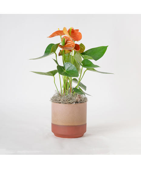 Deluxe Orange Anthurium