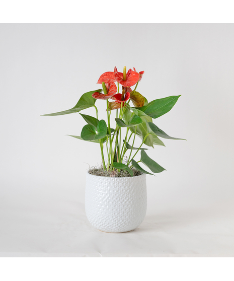 The Orange Anthurium flowering plant makes a perfect house plant. 