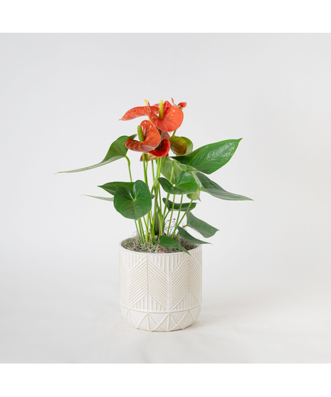 The Orange Anthurium flowering plant makes a perfect house plant. 
