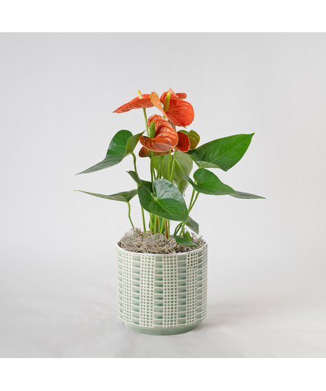 The Orange Anthurium flowering plant makes a perfect house plant. 