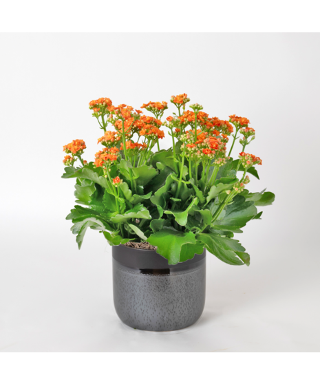 Deluxe-Orange-Kalanchoe flowering plant. 