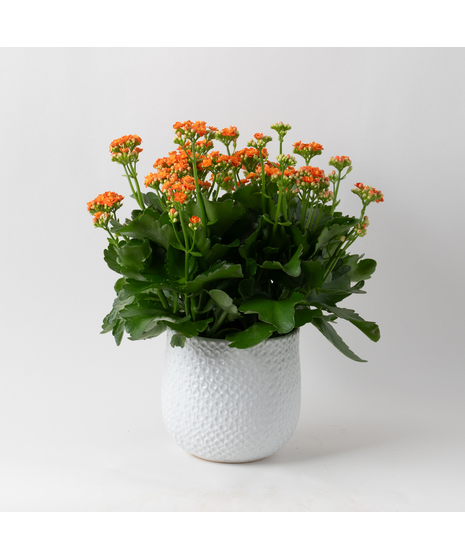 Deluxe-Orange-Kalanchoe flowering plant. 