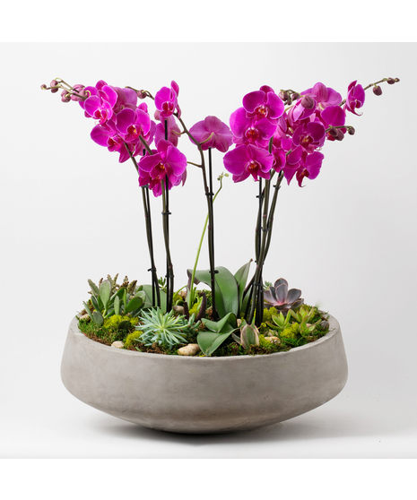 Orchid Oasis
