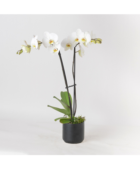 Double White Phalaenopsis