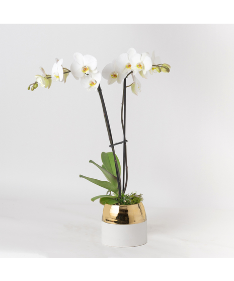 Deluxe Double White Phalaenopsis