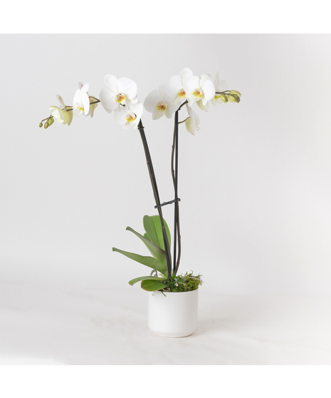 Double Stem White Orchids Garden