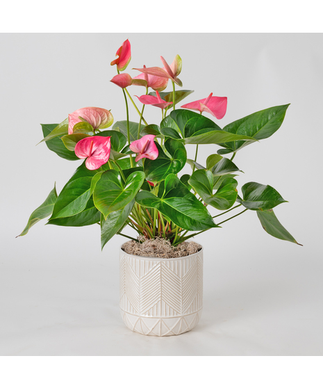 The Pink Anthurium flowering plant makes a perfect house plant. 