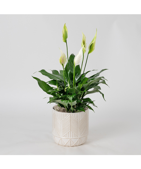 Spathiphyllum plant in a wicker basket.