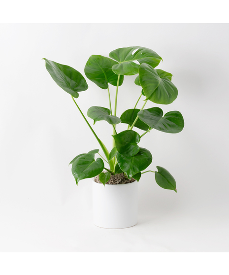 Deluxe Split Leaf Philodendron