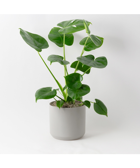 The Split Leaf Philodendron (Monstera deliciosa) is an exceptional indoor plant known for its impressive, uniquely split leaves.