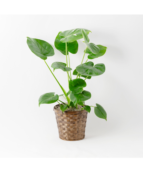 The Split Leaf Philodendron (Monstera deliciosa) is an exceptional indoor plant known for its impressive, uniquely split leaves.