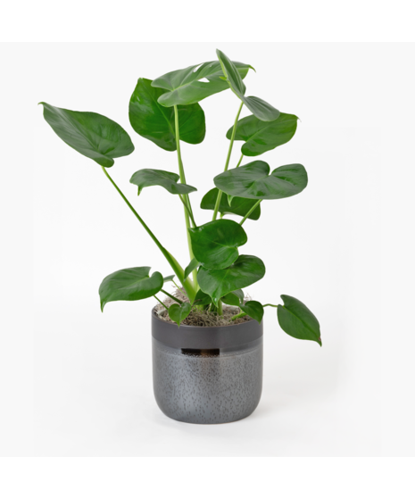 The Split Leaf Philodendron (Monstera deliciosa) is an exceptional indoor plant known for its impressive, uniquely split leaves.