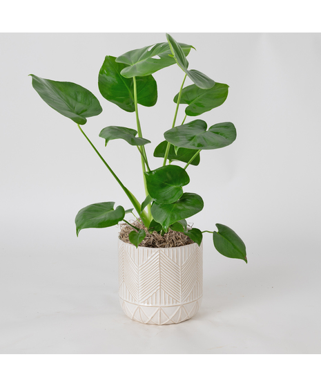 The Split Leaf Philodendron (Monstera deliciosa) is an exceptional indoor plant known for its impressive, uniquely split leaves.