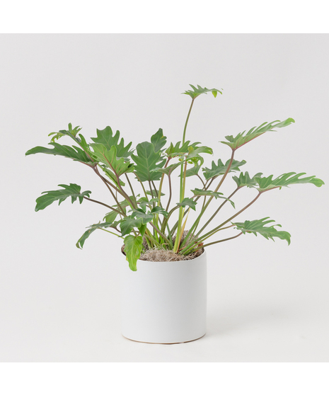 The Philodendron Xanadu is a lush, tropical beauty with glossy, deeply lobed leaves that bring vibrant greenery to any space.
