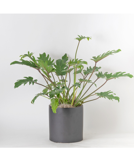 Deluxe Medium Philodendron Xanadu