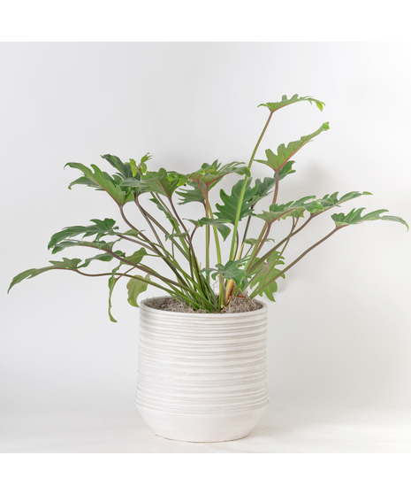 The Philodendron Xanadu is a lush, tropical beauty with glossy, deeply lobed leaves that bring vibrant greenery to any space.