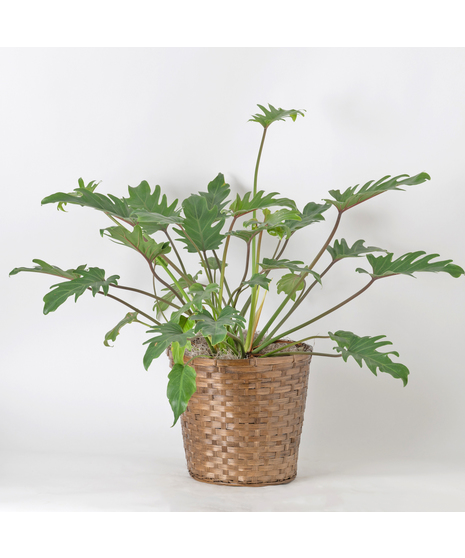 The Philodendron Xanadu is a lush, tropical beauty with glossy, deeply lobed leaves that bring vibrant greenery to any space.