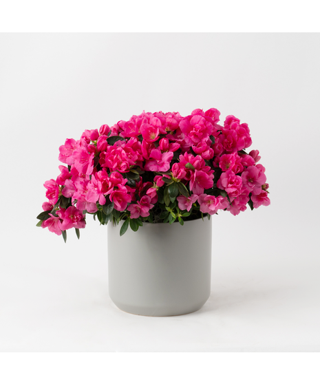 Pink azalea flowering plant. 