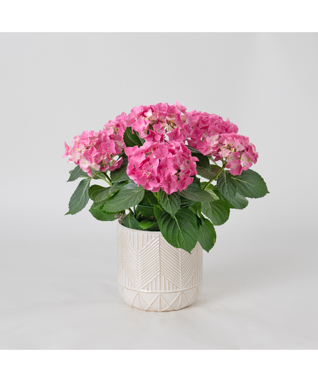 Pink Hydrangea flowering plant. 