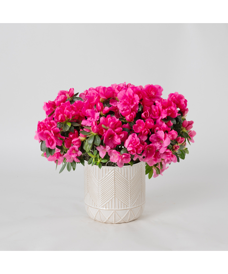 Pink azalea flowering plant. 