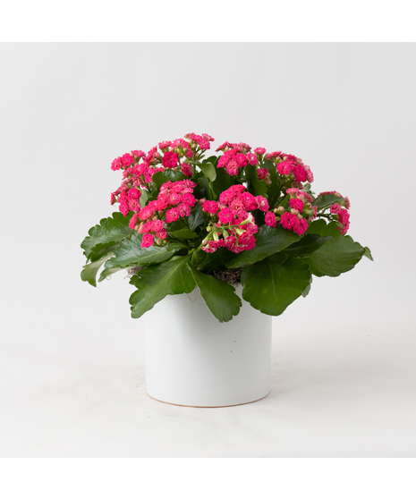 Deluxe-Pink Kalanchoe flowering plant. 