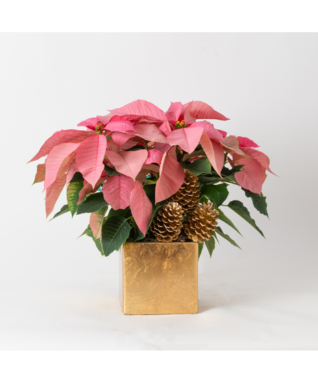 Luxury Pink Poinsettia