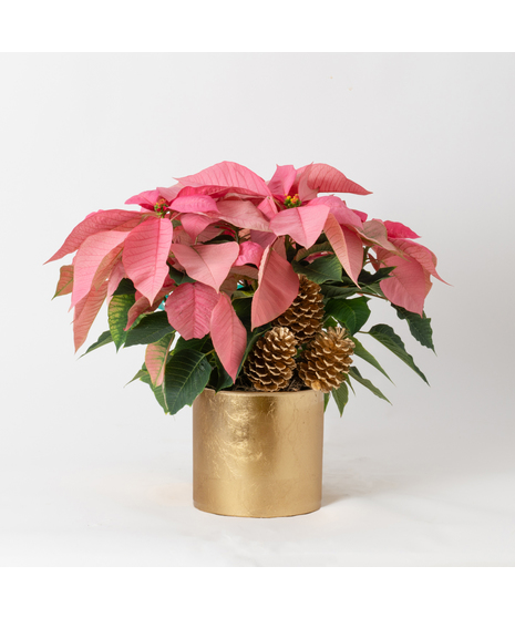 Luxury Pink Poinsettia